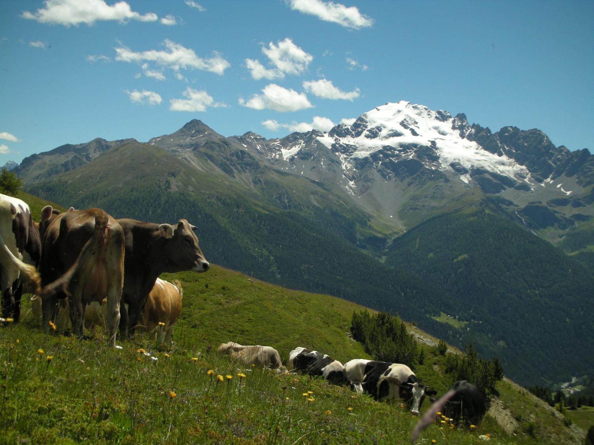 Agriturismo Raethia Isolaccia Kültér fotó