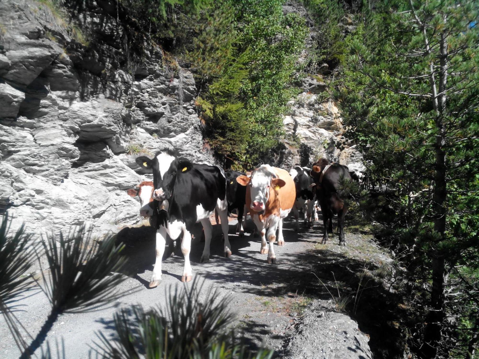 Agriturismo Raethia Isolaccia Kültér fotó