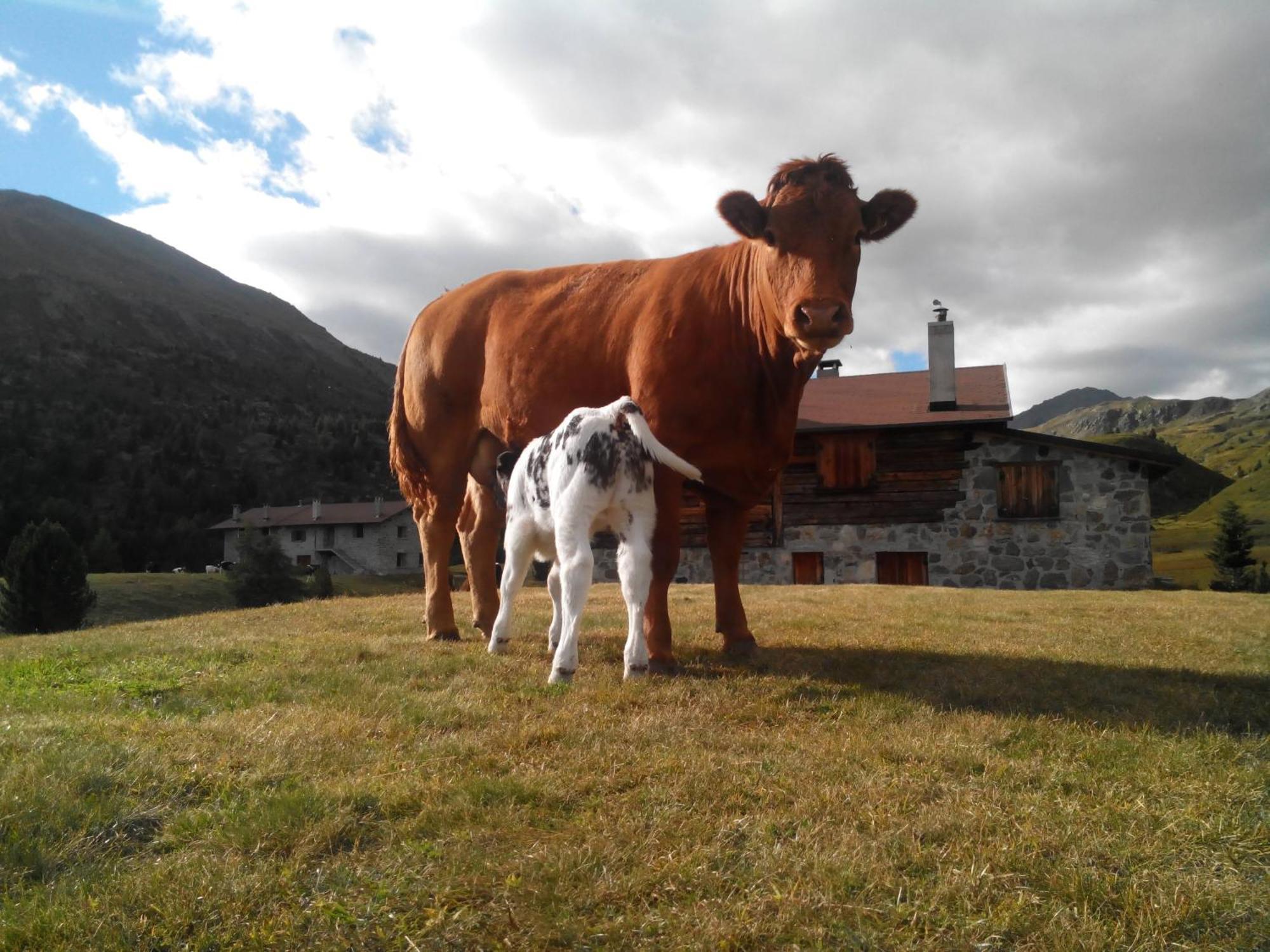 Agriturismo Raethia Isolaccia Kültér fotó