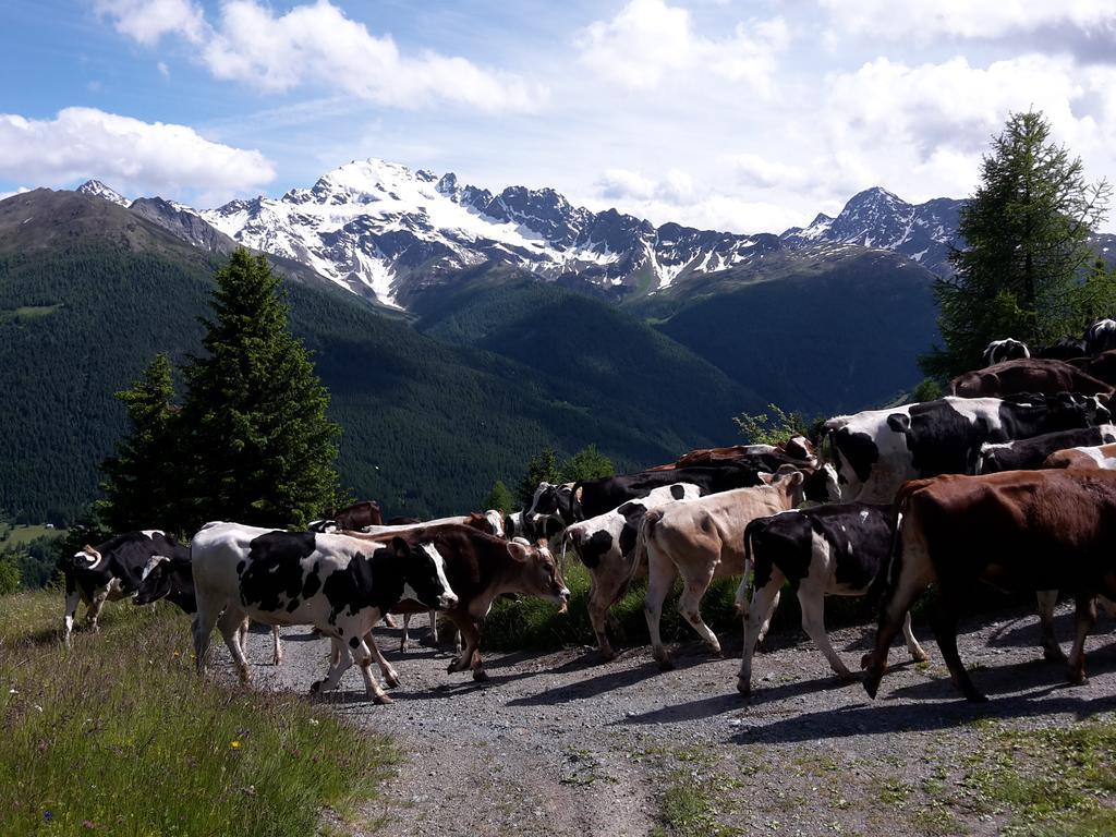 Agriturismo Raethia Isolaccia Kültér fotó
