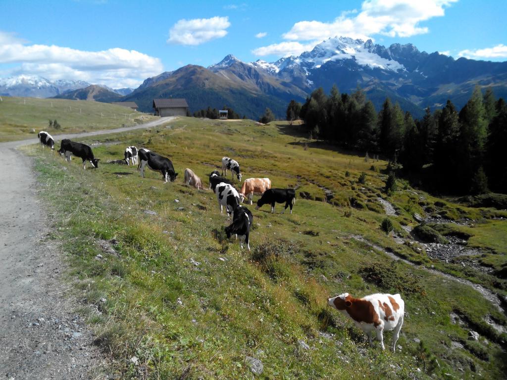 Agriturismo Raethia Isolaccia Kültér fotó