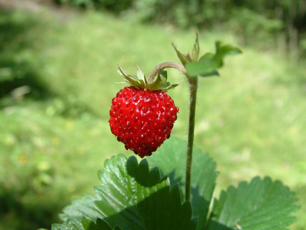 Agriturismo Raethia Isolaccia Kültér fotó